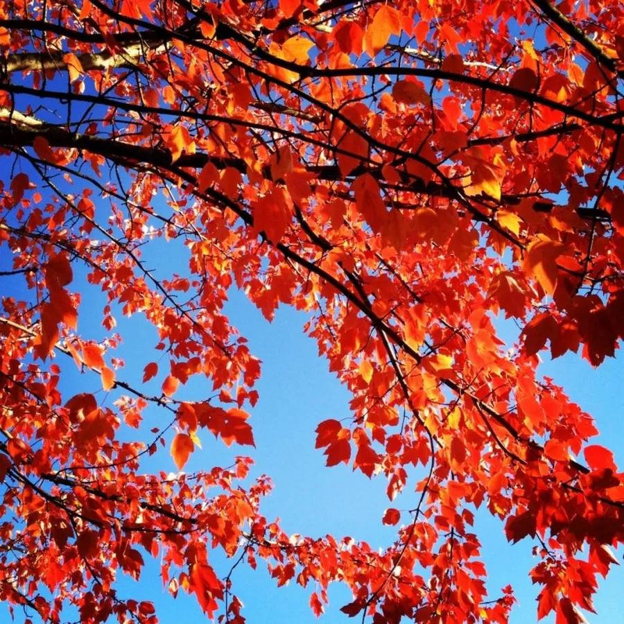 Fall Ipad