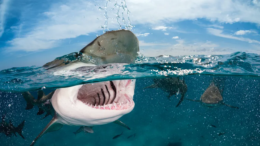 Shark Background