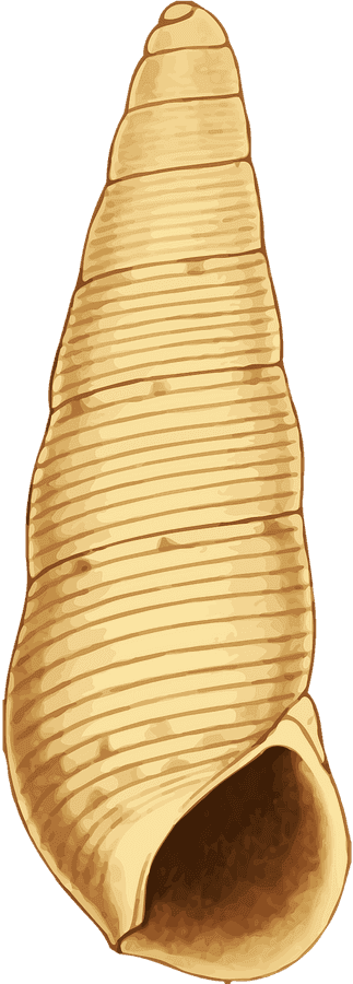 Golden Spiral Seashell Illustration