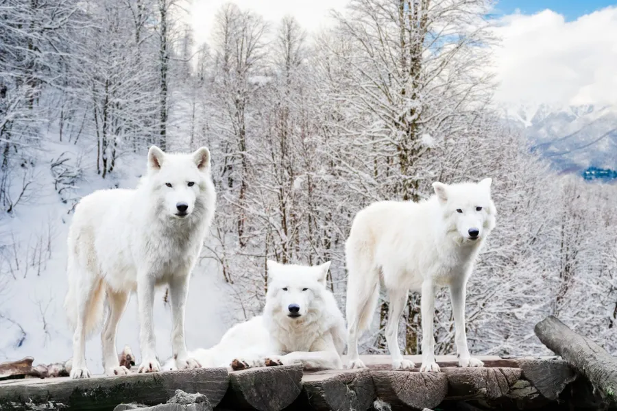 Cute Wolves