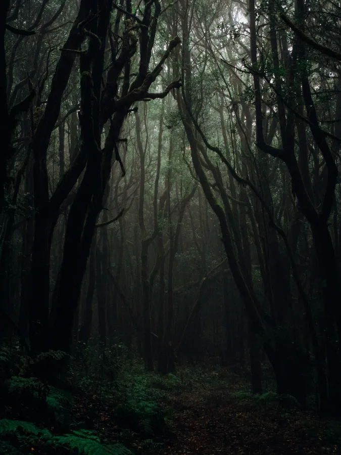 Dark Forest Background