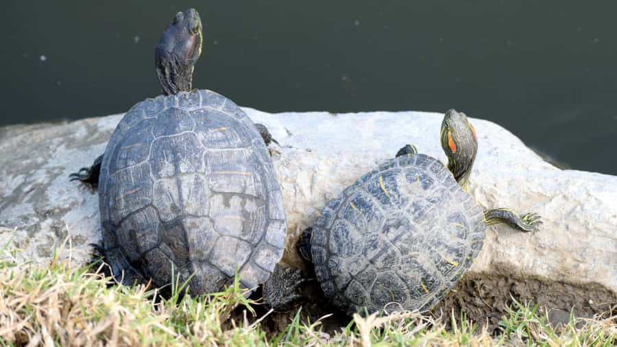 Tartarugas em Basking à Beira da Água
