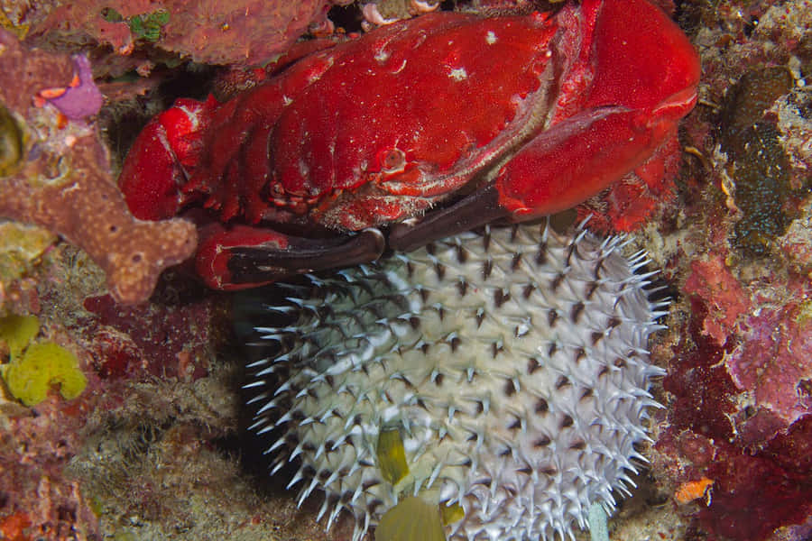 Caranguejo Xantídeo Vermelho com Ouriço do Mar