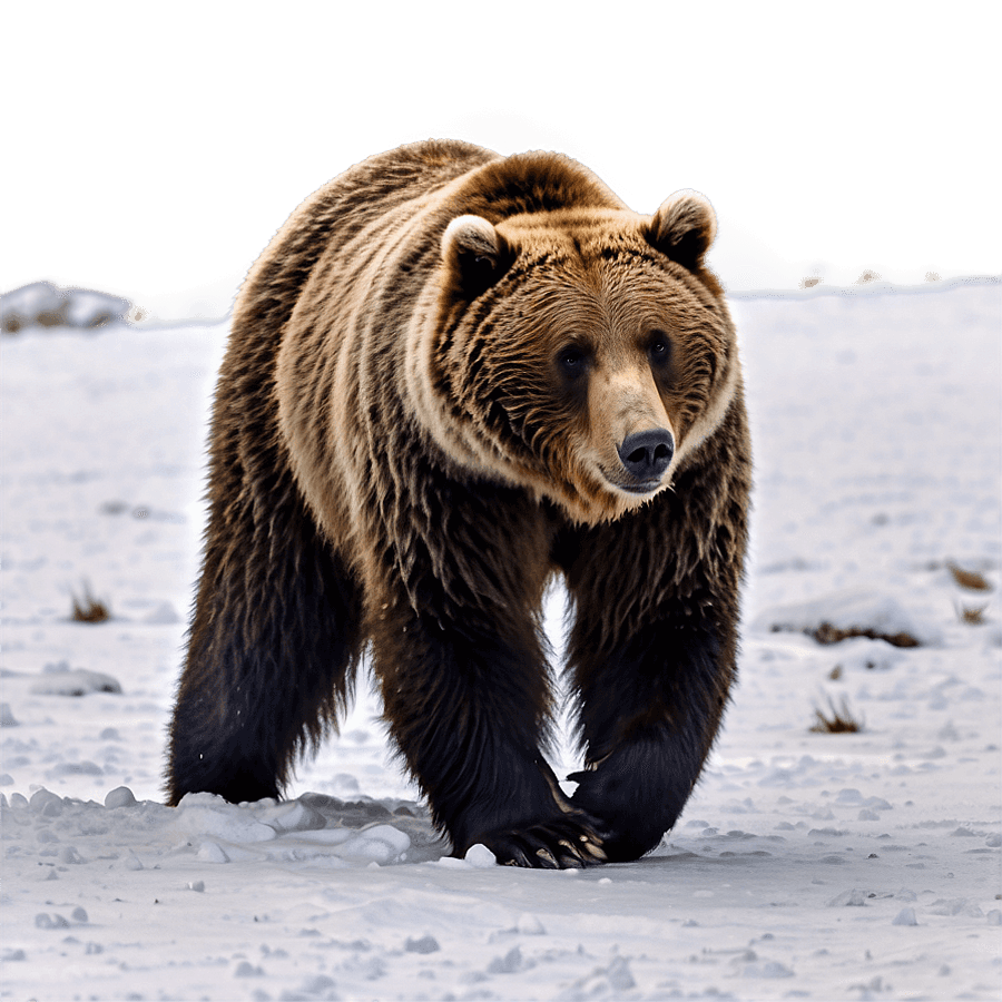 Grizzly Bear in Snowy Landscape PNG tmf