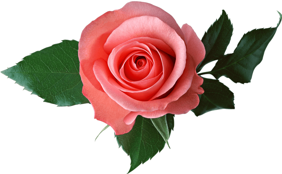 Perfect Pink Rose Isolated.png