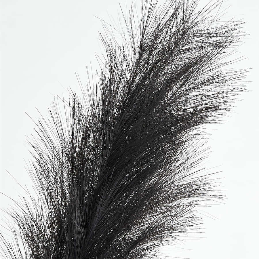 Pampas Grass Baggrund