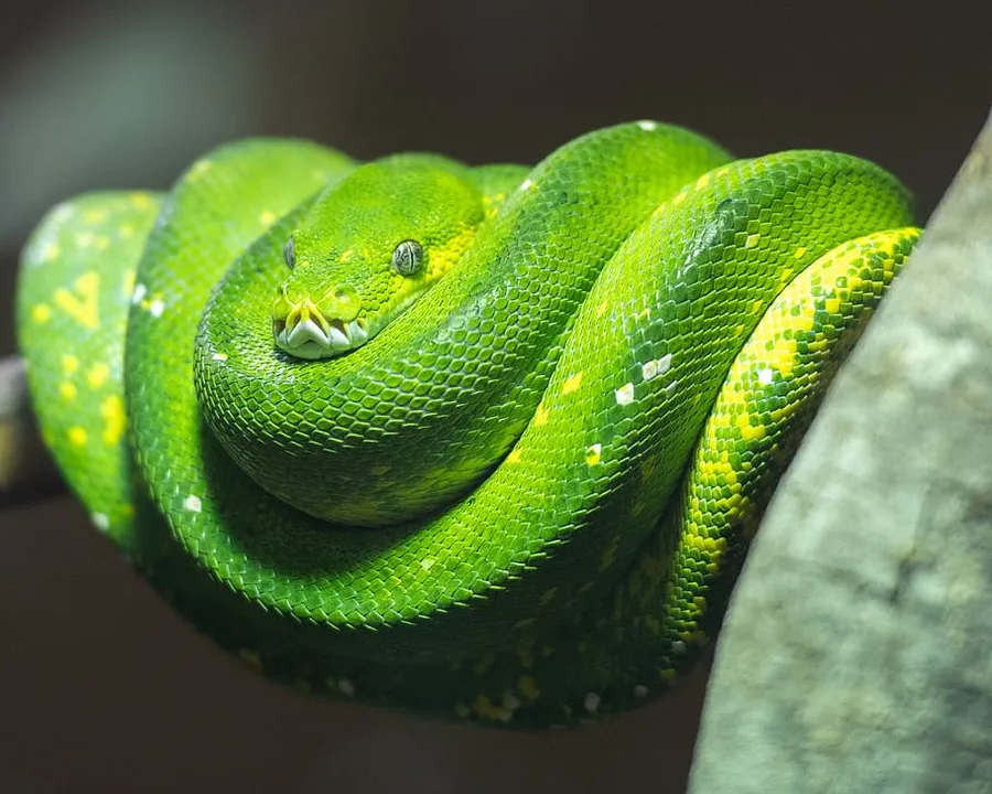 Python