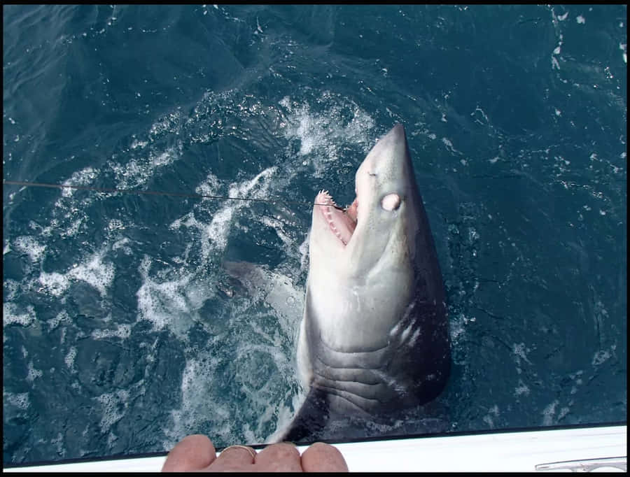 Porbeagle Hai Oberflächenverhalten