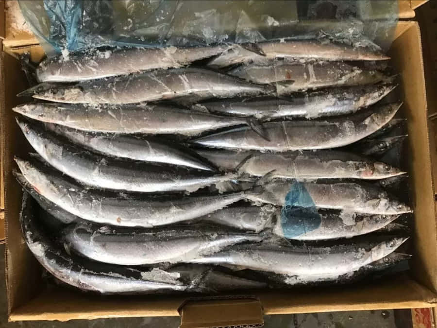 Frischer Pazifischer Saury in Box