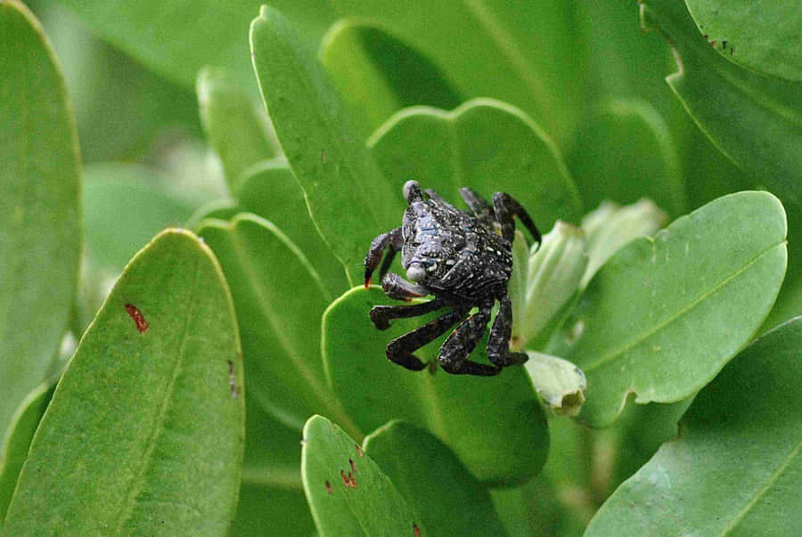 Mangrove Krabbe Midt i Grønne Planter.jpg