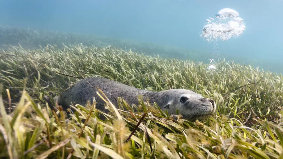 Otter background