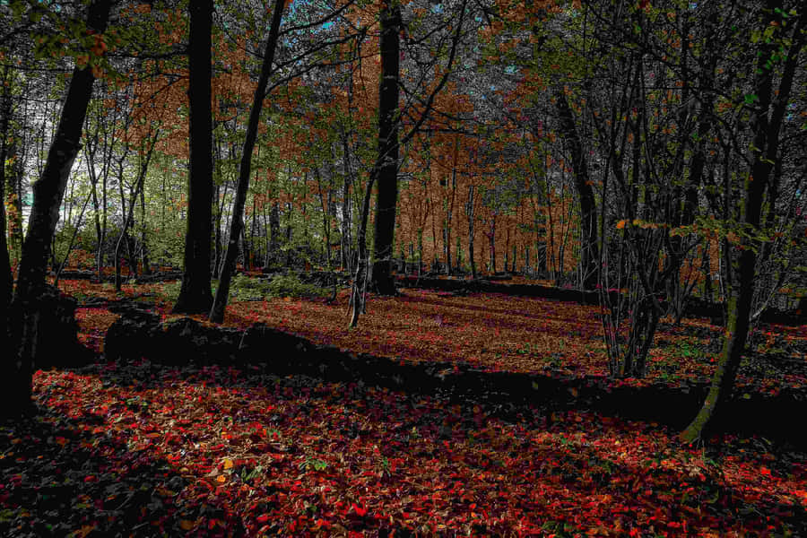 Herbstwald Horgen Schweiz
