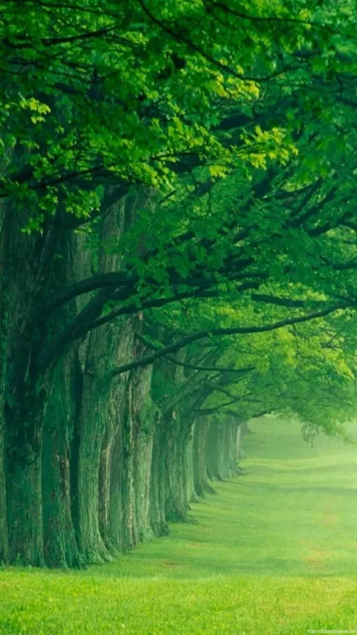 Nature Vertical