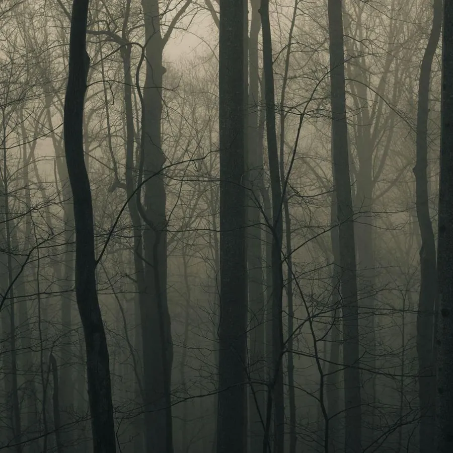 woods Background