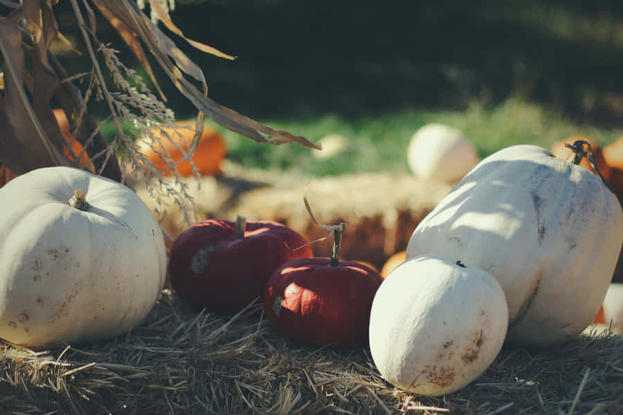 Herbstfest3840 x 2560 Hintergrundbild