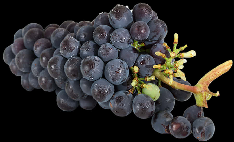 Fresh Dark Grapes Cluster.jpg
