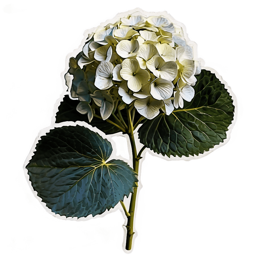Detailed Hydrangea Graphic PNG qla