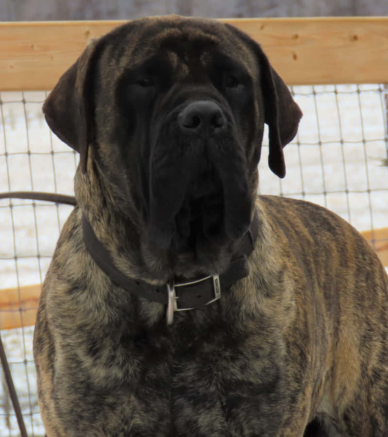 Enelskværdig engelsk mastiff, der nyder en solrig sommerdag.