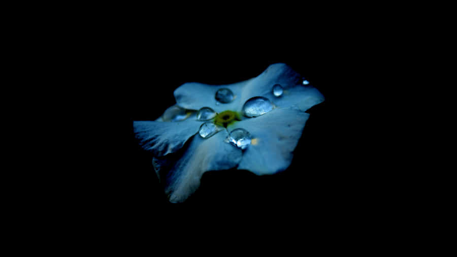 Hellerund kühner 1366x768 Amoled-Hintergrund