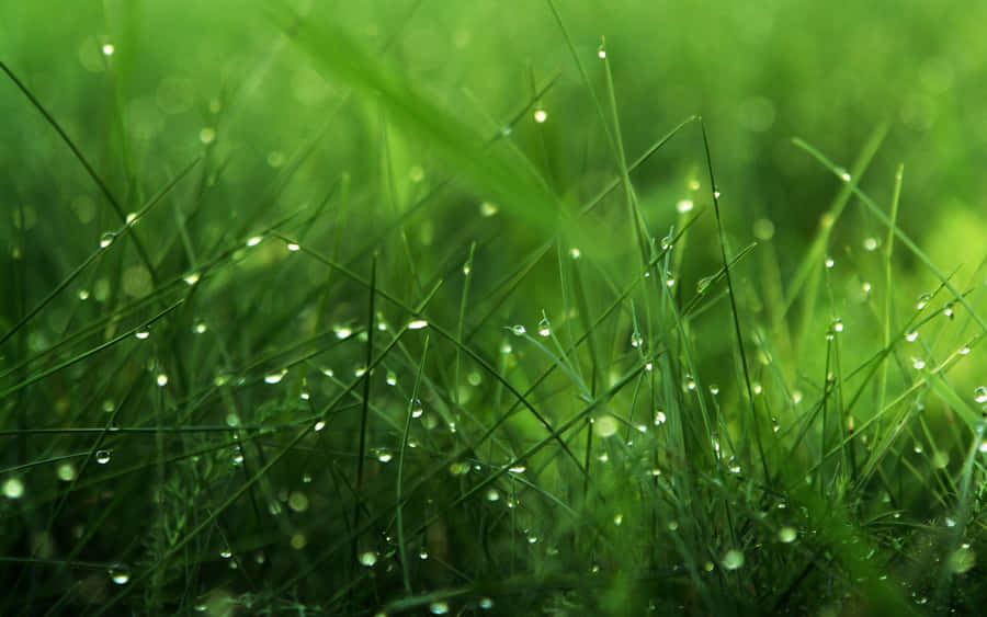 Umexuberante tapete de grama verde com um céu azul cristalino.