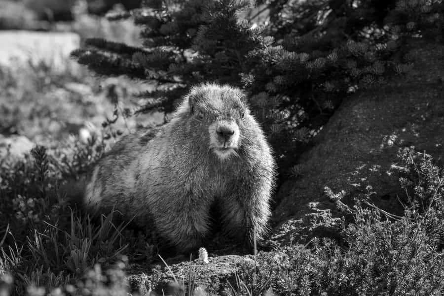 Wachsam Woodchuck in der Natur.jpg
