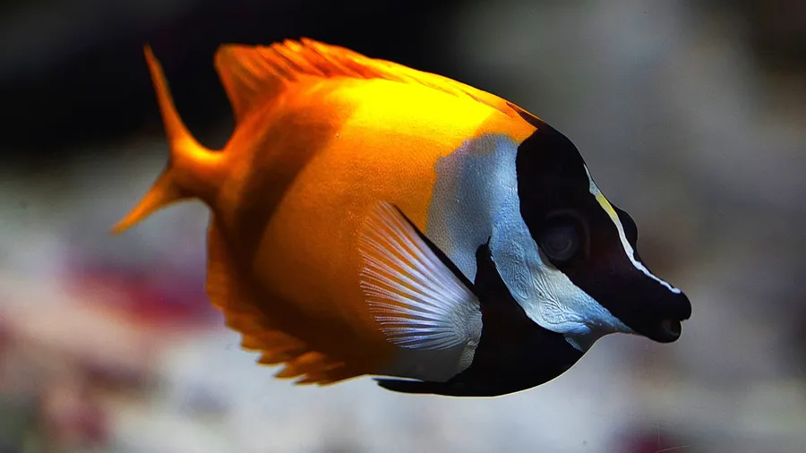 Fish pictures