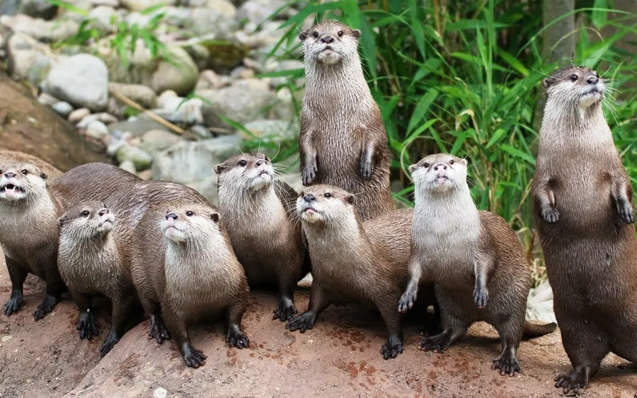 Otter background