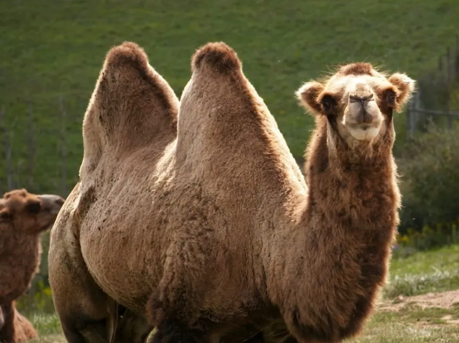Camel pictures