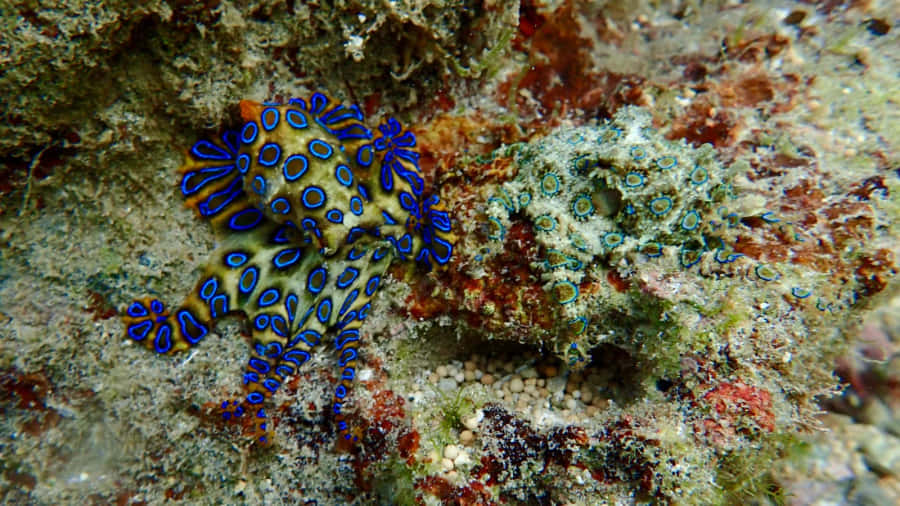 Polpo a Anelli Blu Camouflage