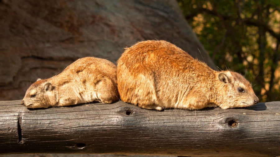 Klipp Hyraxar Vila på Stock