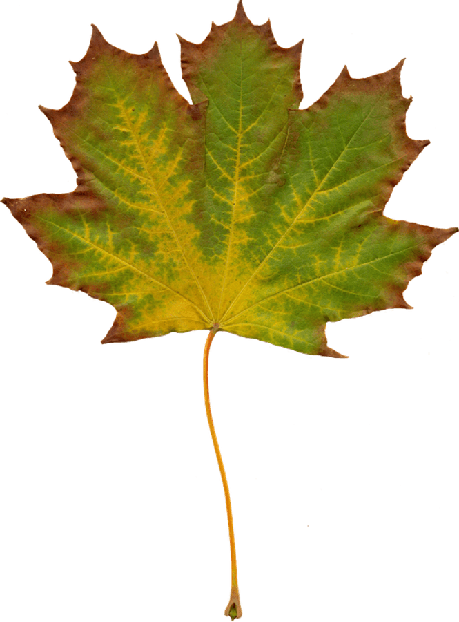 Autumn Maple Leaf Texture