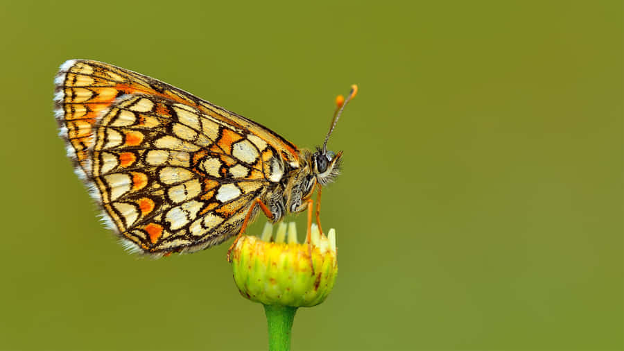 Fritillaria-Schmetterling auf Blütenknospe