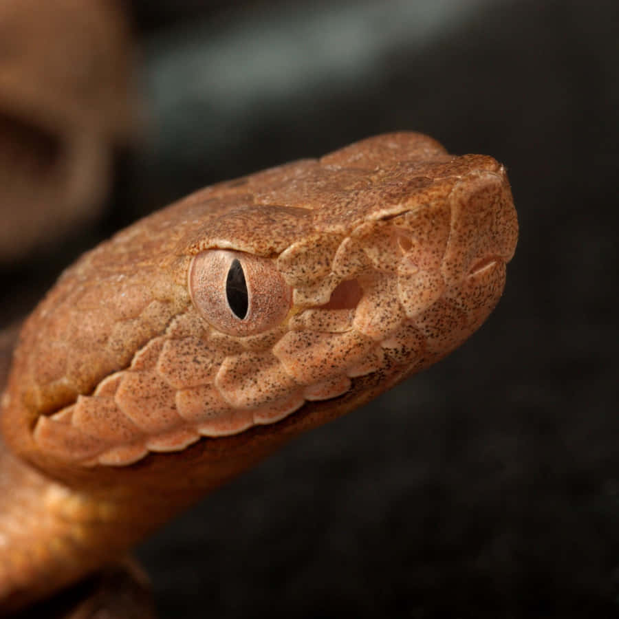 Ennærbillede af en Copperhead-slange.
