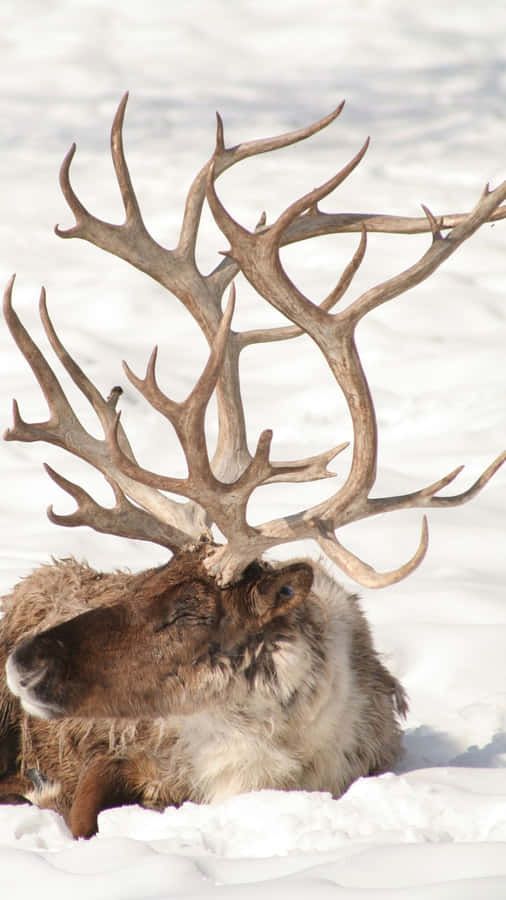 Majestätisches Karibu Geweih im Schnee