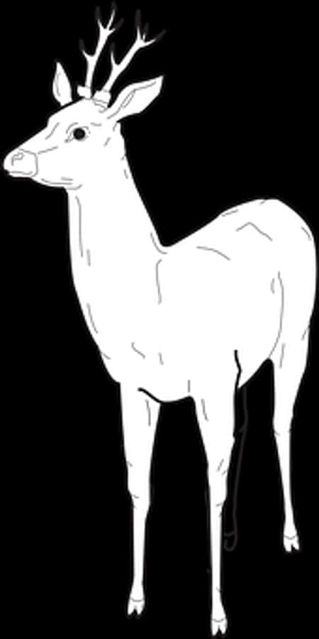 White Deer Illustration