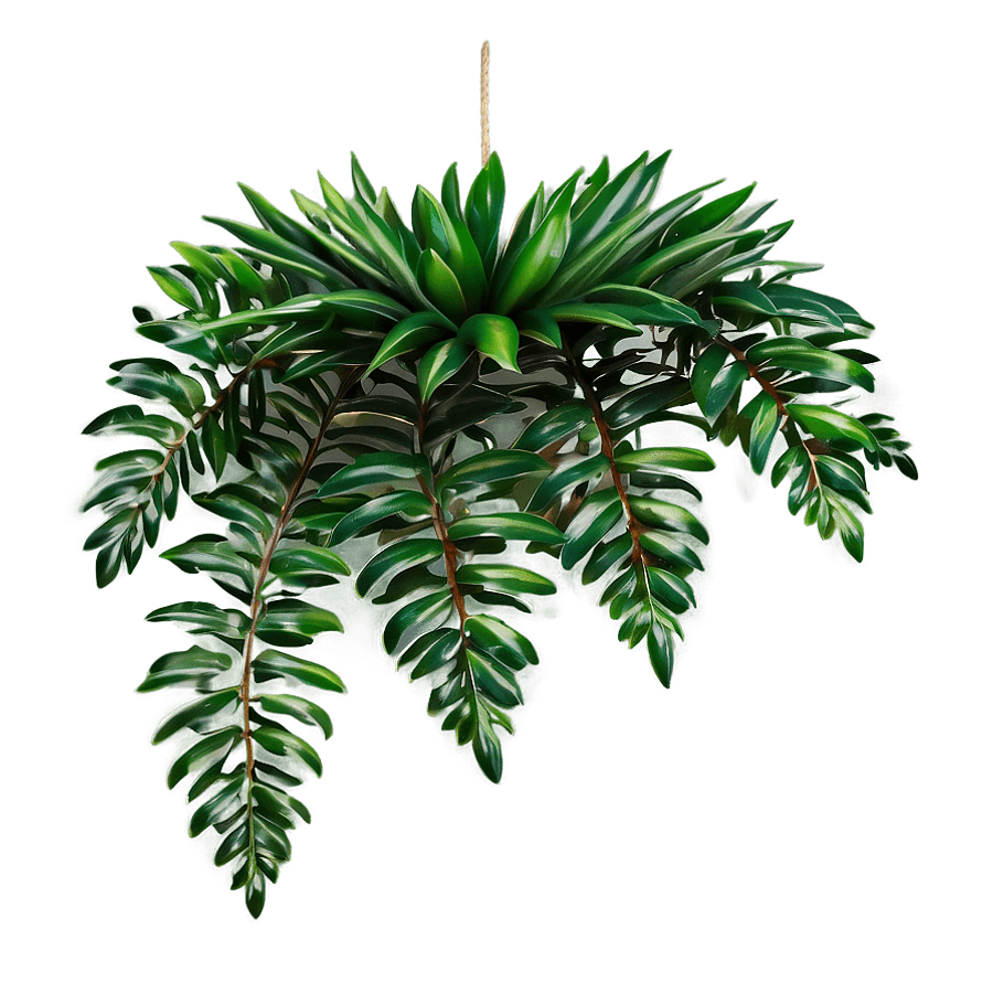 Evergreen Hanging Plants PNG 80