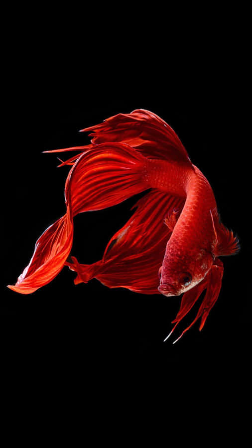 Pesce Betta Rosso Nuoto Elegante