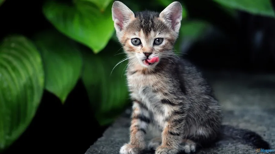 Kitty pictures