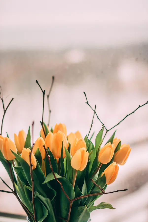 Tulip background