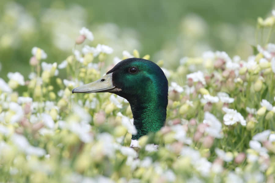 Pato Mallard Entre Flores