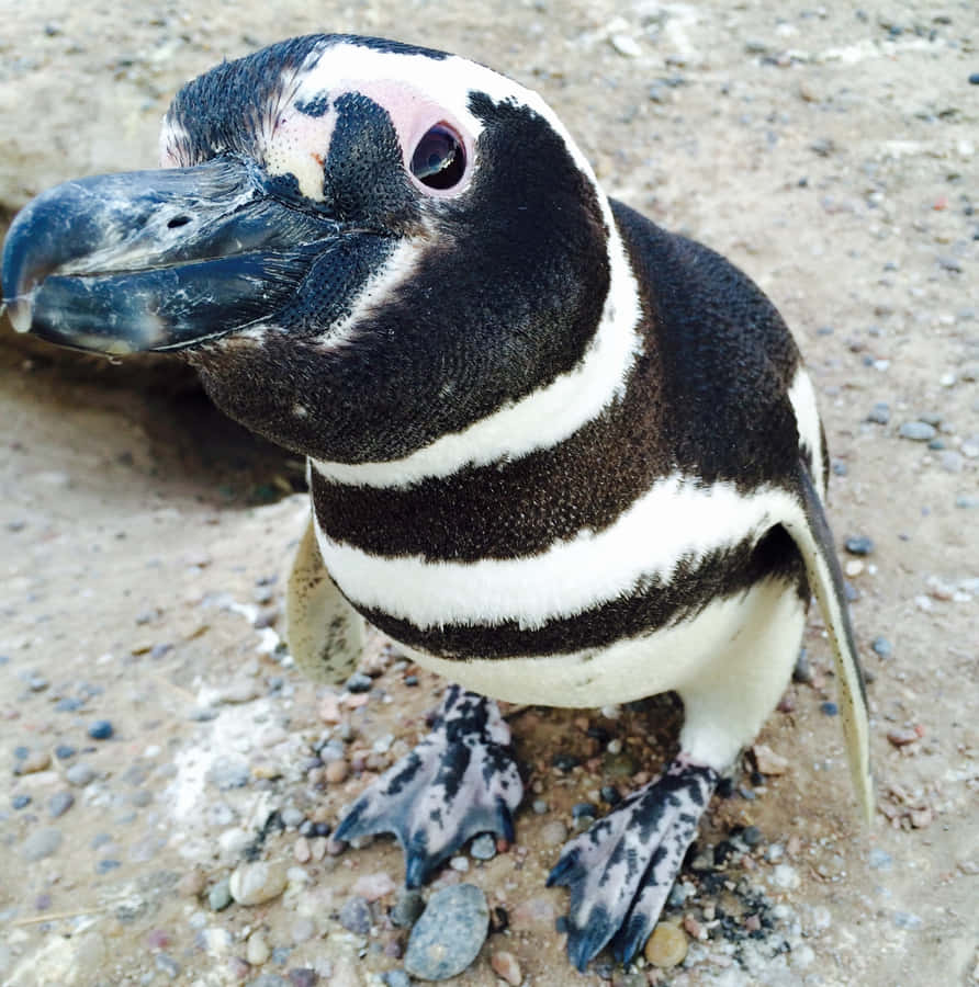 Magellan-Pinguin Nahaufnahme