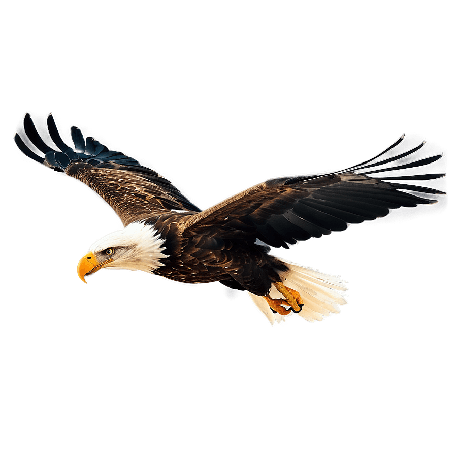 Eagle Head in Flight PNG 23