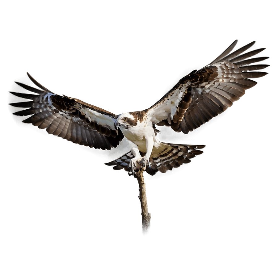 Osprey Pair Bonding PNG 06292024