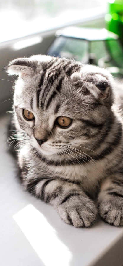 eineKatze, die auf einem Fenstersims sitzt