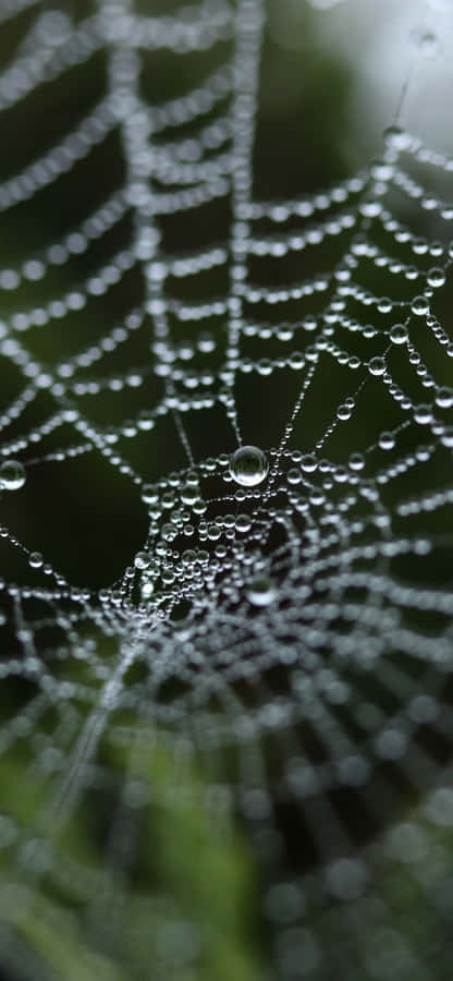 VerschwommenerNatur-Hintergrund mit Spinnennetz