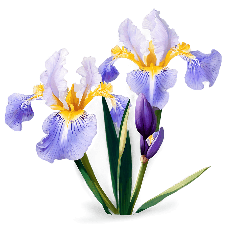 iris flower c