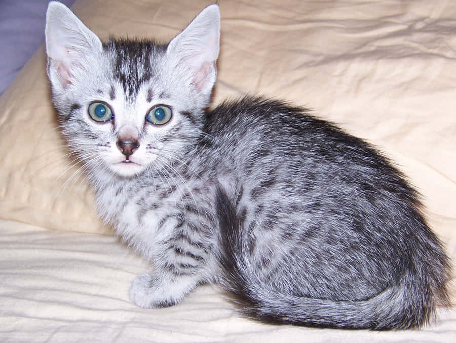 EgyptianMau 1280 x 961 tapet