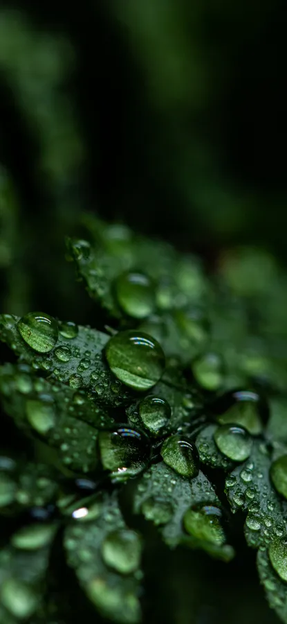 Plant Iphone