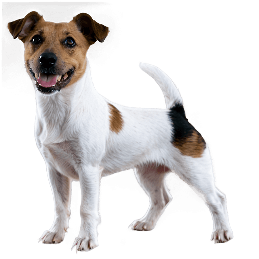 Jack Russell Terrier Ears PNG 06292024