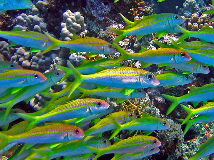 Escola de Peixes Cabra Amarelos Subaquáticos